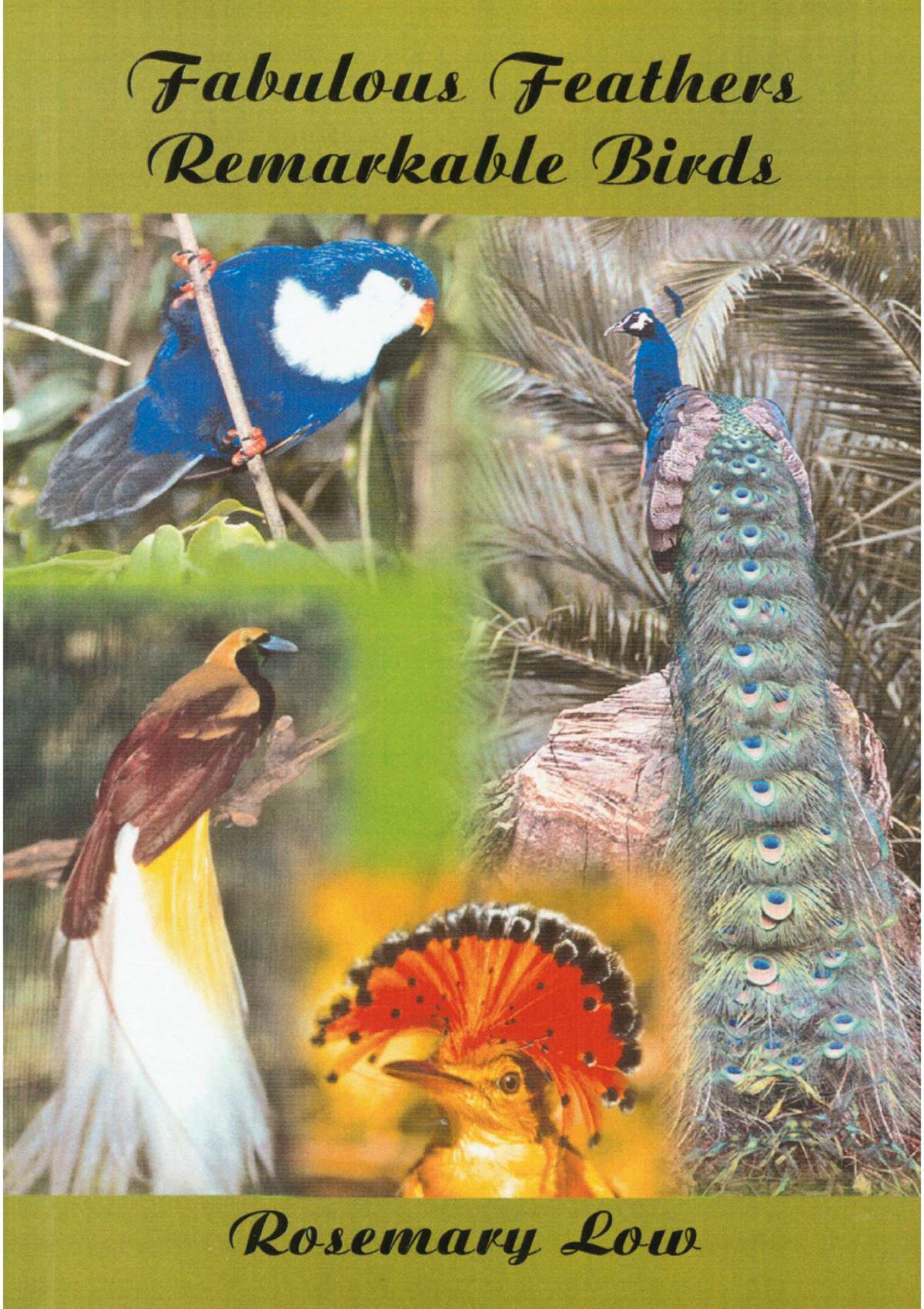 3734 - Fabulous Feathers, Remarkable Birds